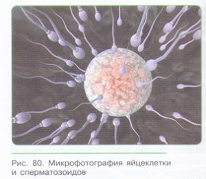 ПОЛОВОЕ РАЗМНОЖЕНИЕ_004